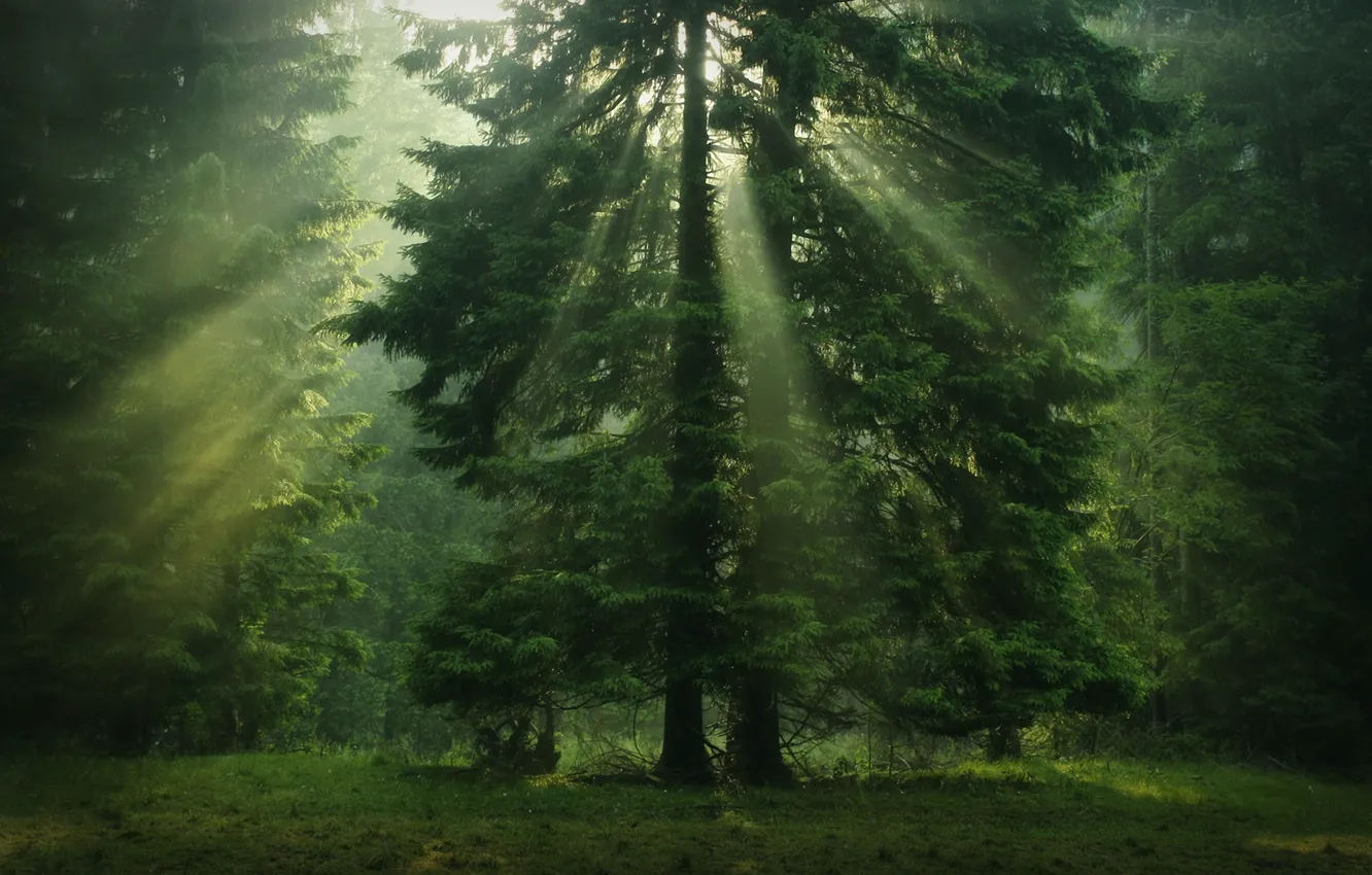 Photo wallpaper greens, forest, tree, the sun's rays, coniferous, crown