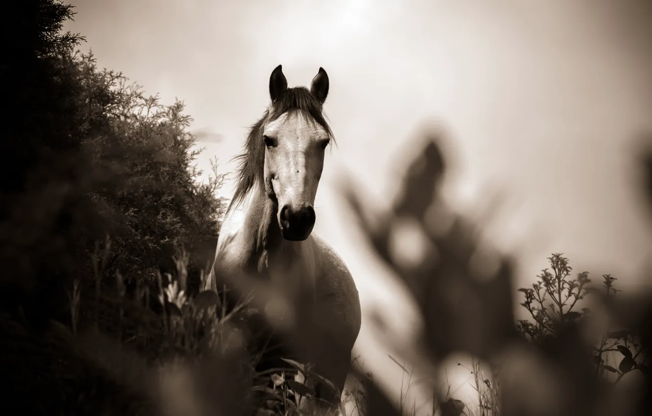 Photo wallpaper grass, photo, horse, black and white, monochrome