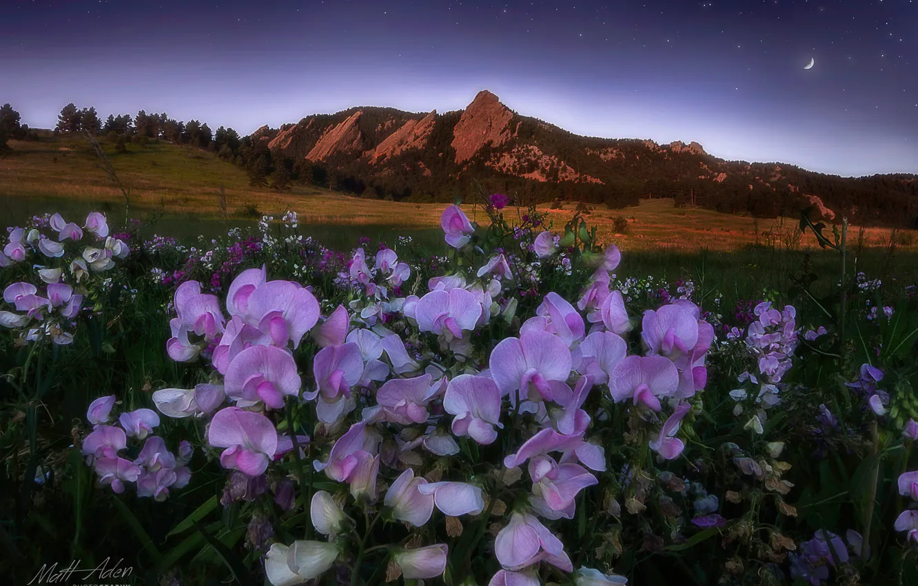 Photo wallpaper landscape, flowers, mountains, nature, dawn, morning, meadow, USA
