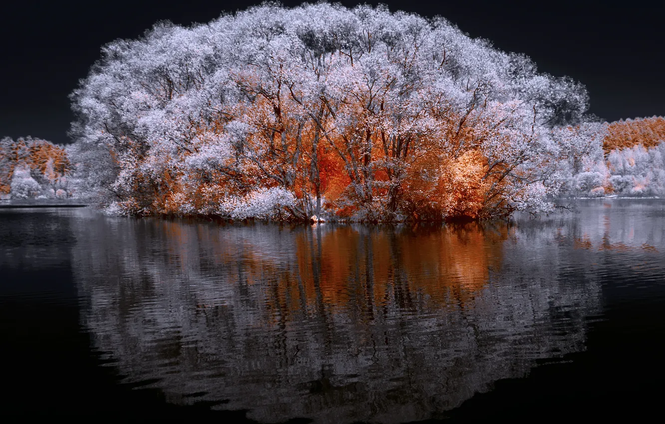 Photo wallpaper trees, nature, water, night, lake