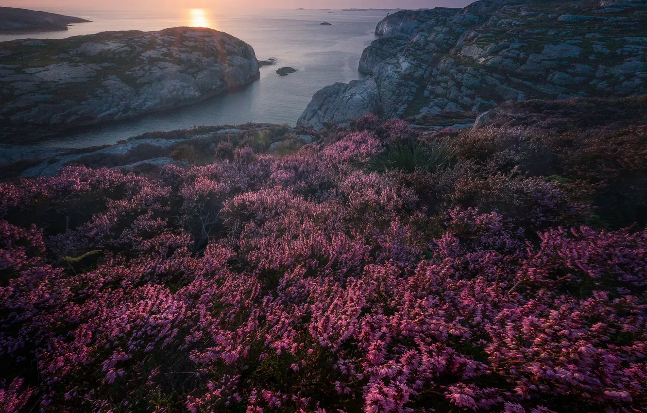 Photo wallpaper sea, sunset, rocks, coast, Norway, Heather