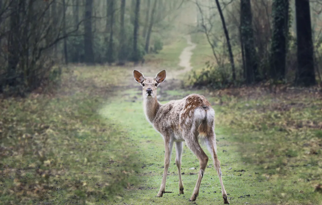 Photo wallpaper forest, background, deer