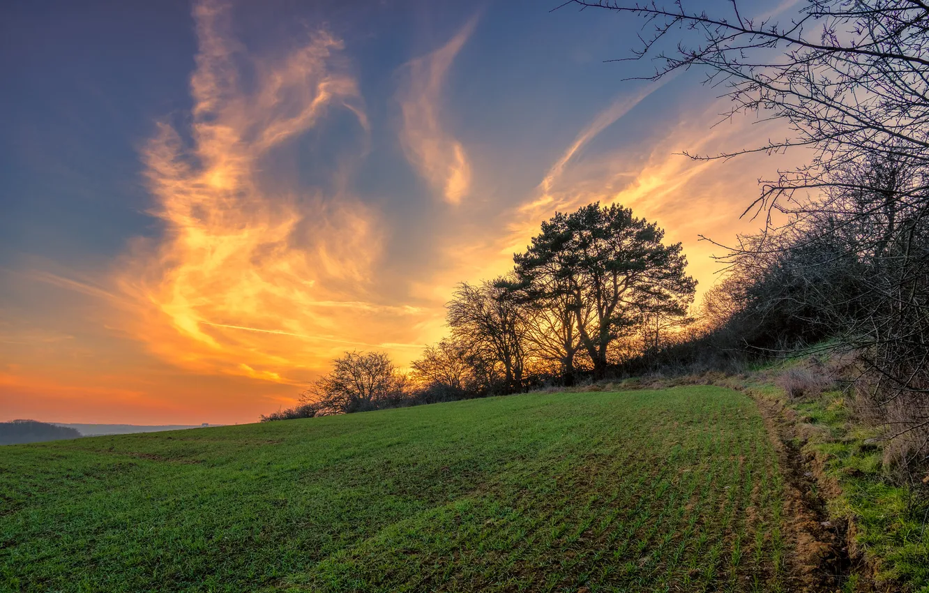 Photo wallpaper field, trees, landscape, sunset, nature