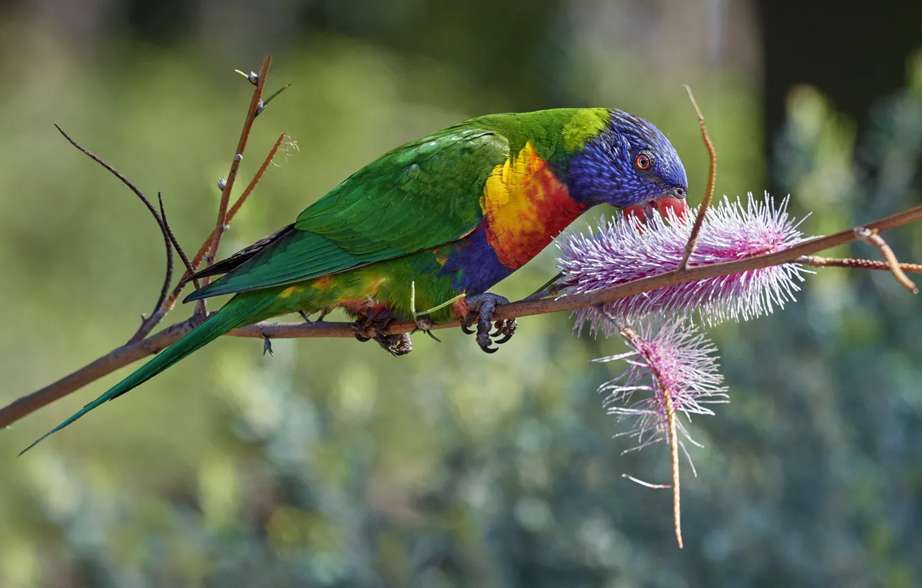 Photo wallpaper flowers, background, bird, branch, parrot, bokeh, rainbow lorikeet