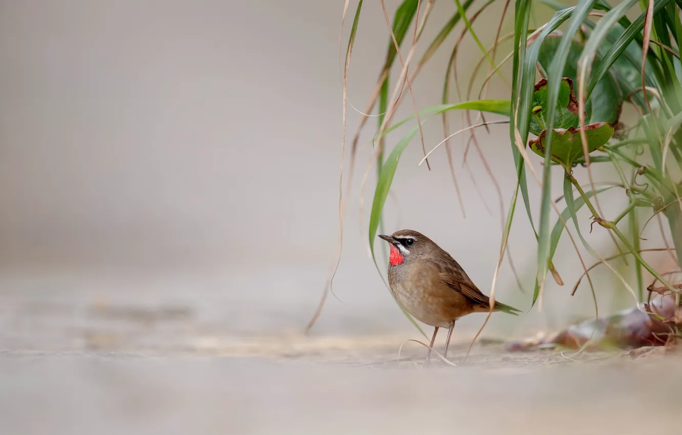 Photo wallpaper leaves, background, bird, plant