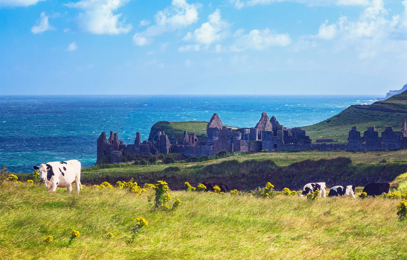 Photo wallpaper cows, meadow, ruins