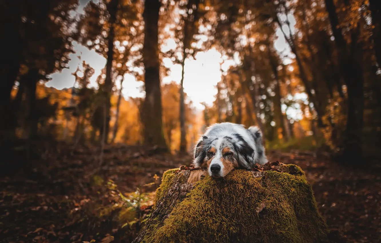 Photo wallpaper autumn, nature, dog