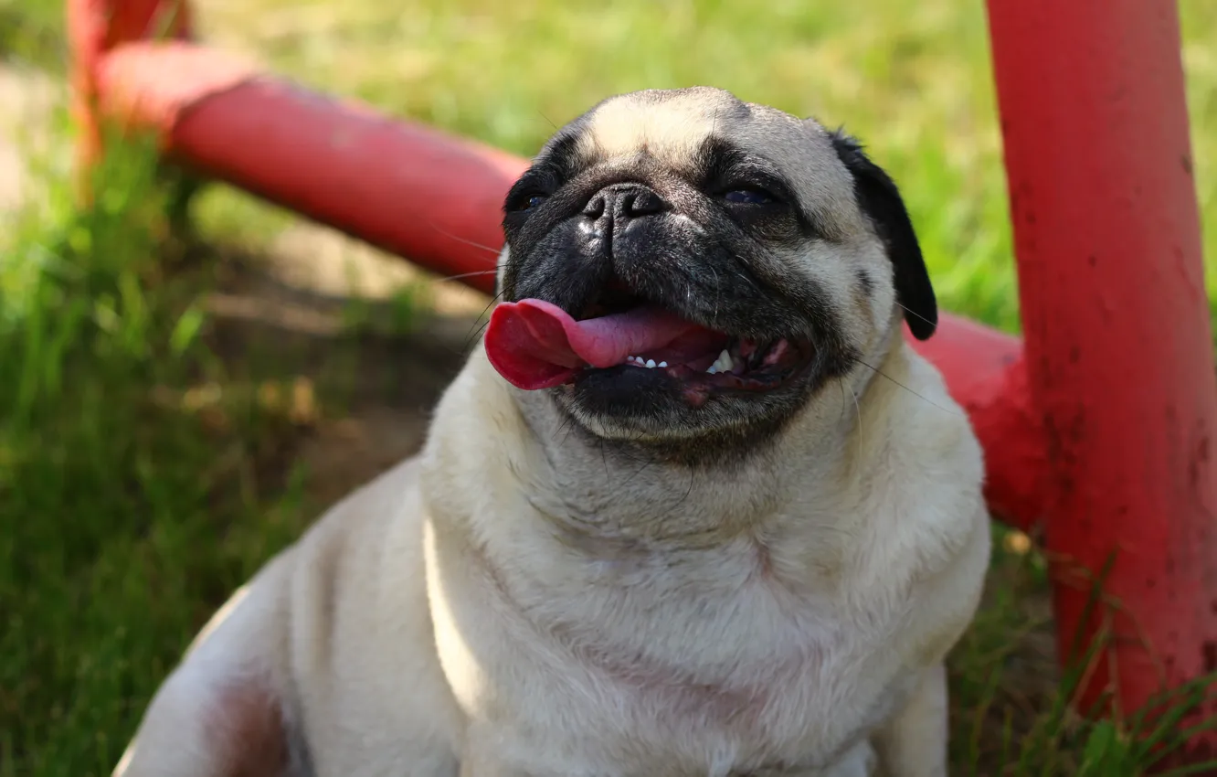 Photo wallpaper animals, dogs, pug