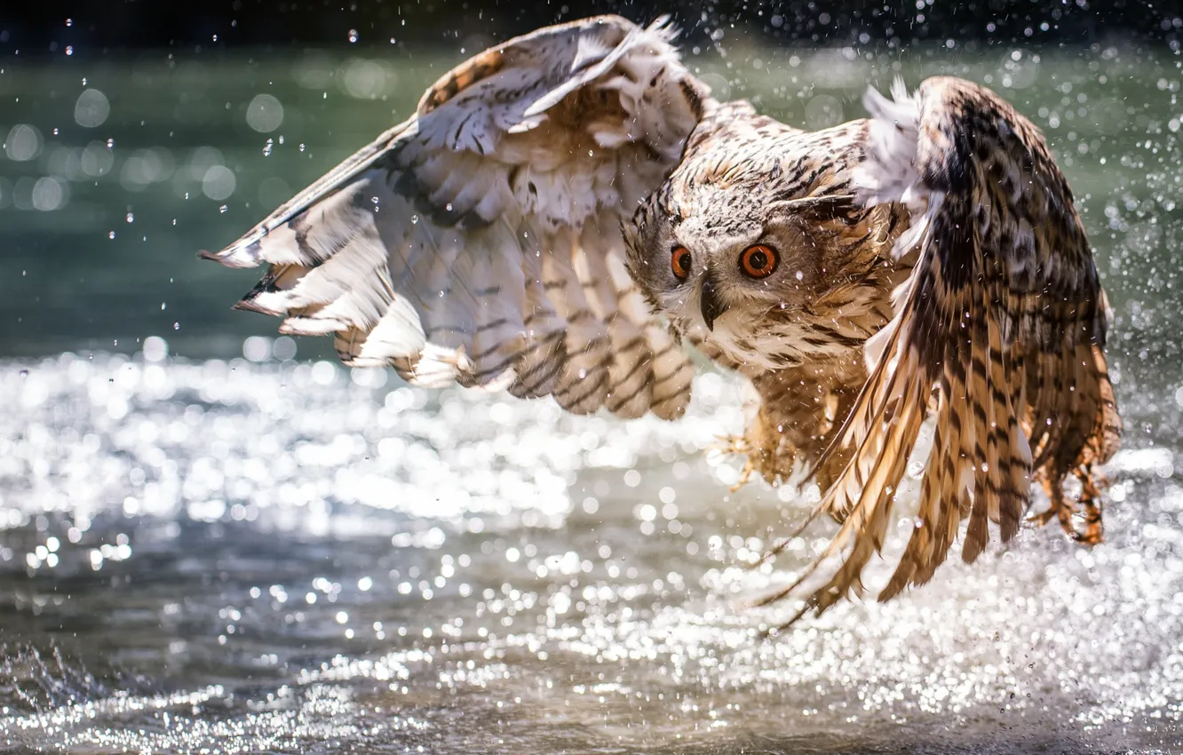 Photo wallpaper water, owl, wings, the rise, bokeh