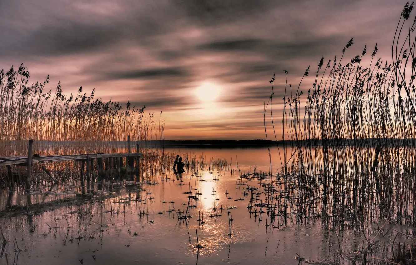 Photo wallpaper sunset, reed, Bay, Sweden, Sweden