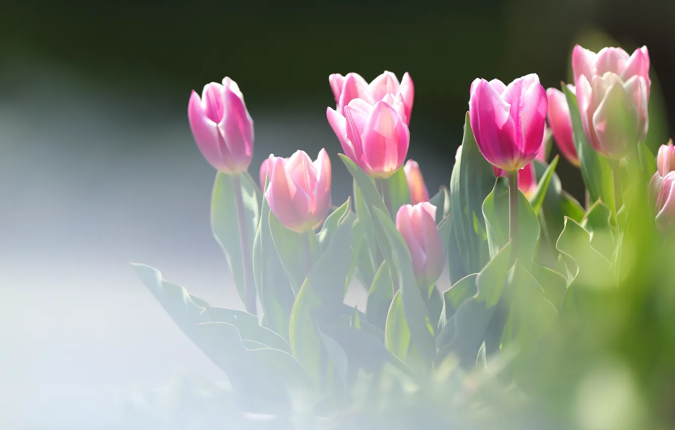 Photo wallpaper flowers, blur, spring, tulips, haze, pink, flowerbed