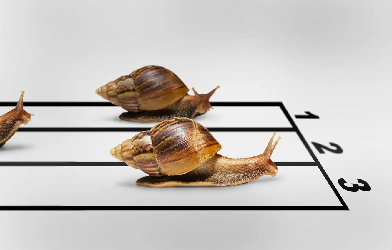 Photo wallpaper snails, humor, race, the winner, finish