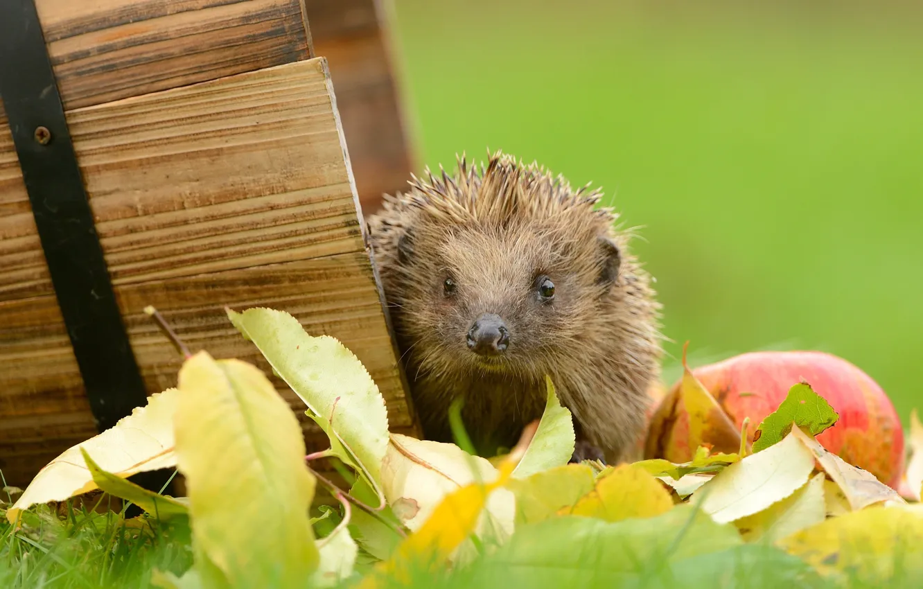 Photo wallpaper look, leaves, nature, apples, muzzle, green background, hedgehog, the barrel