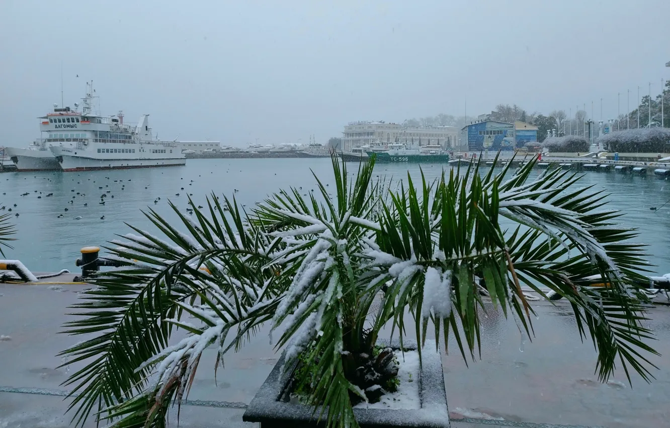Photo wallpaper winter, Sochi, February