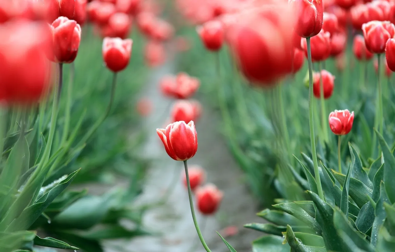 Photo wallpaper field, leaves, flowers, red, background, widescreen, Wallpaper, blur