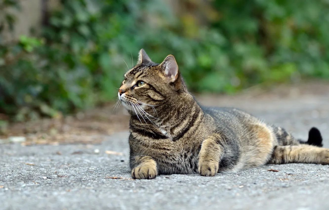 Photo wallpaper cat, cat, look, stay