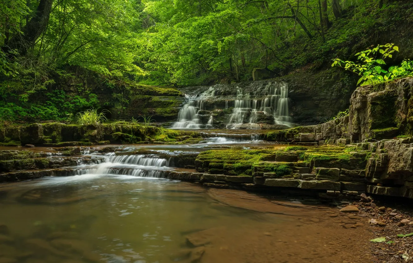 Photo wallpaper forest, trees, stones, waterfall, nature. river