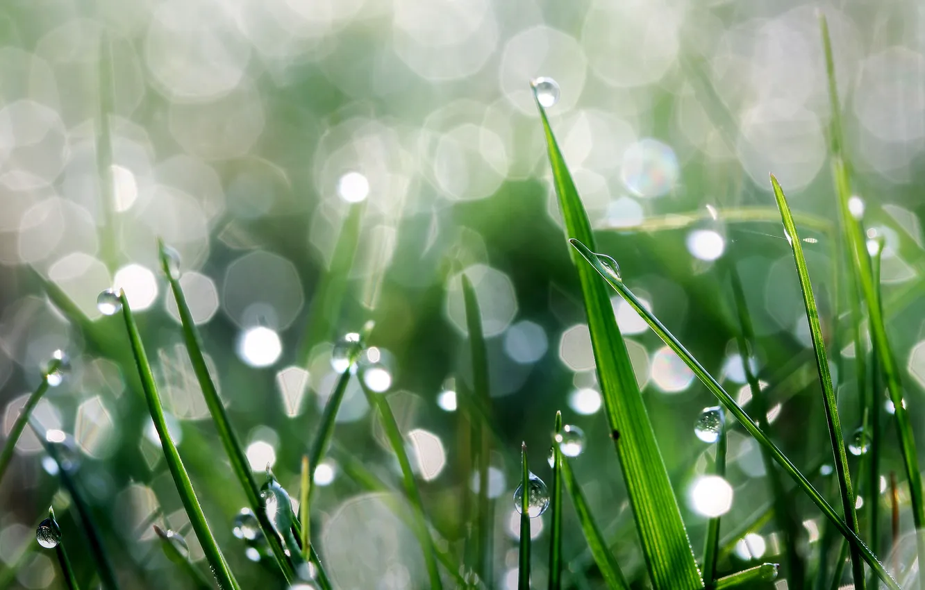 Photo wallpaper grass, drops, macro, Rosa, glare