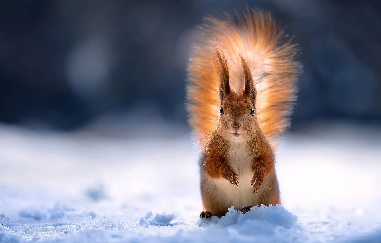 Photo wallpaper winter, look, light, snow, nature, pose, legs, protein