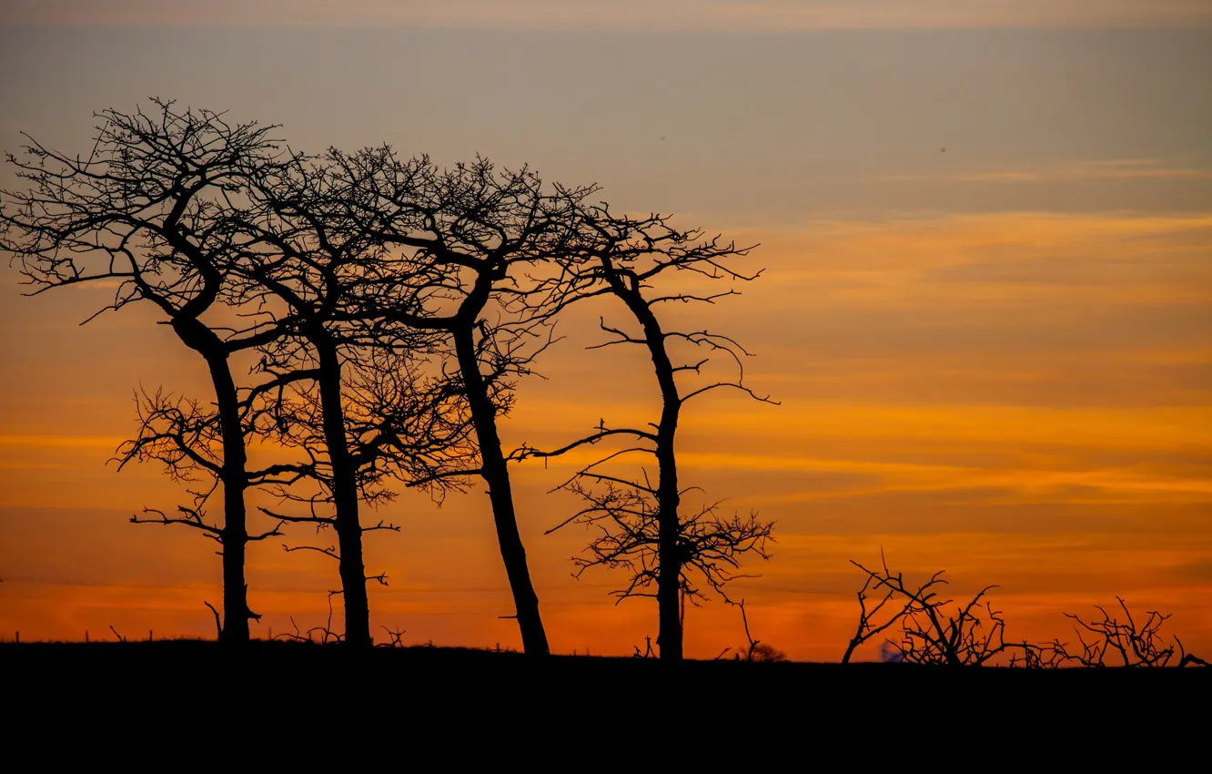 Photo wallpaper trees, silhouette, glow