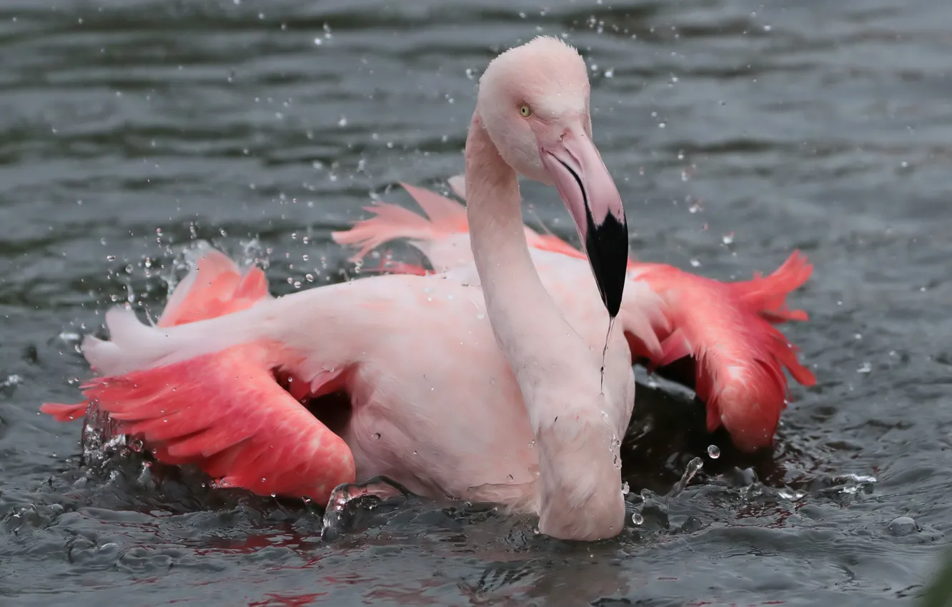 Photo wallpaper water, squirt, bird, Flamingo