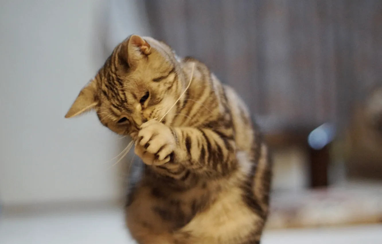 Photo wallpaper cat, mustache, background, legs