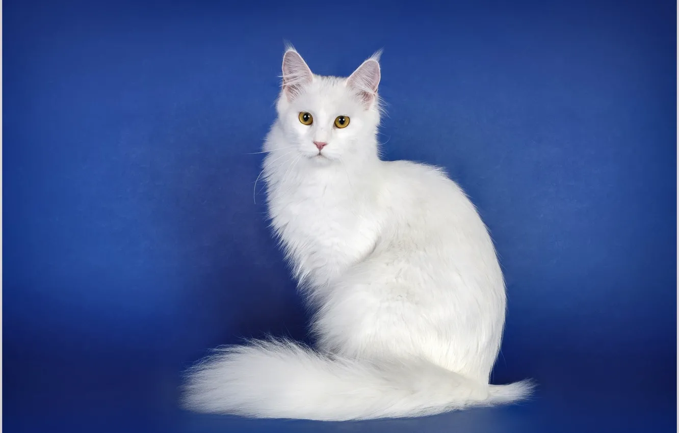 Photo wallpaper cat, look, blue background