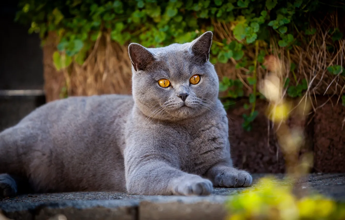 Photo wallpaper cat, cat, garden, lies, British