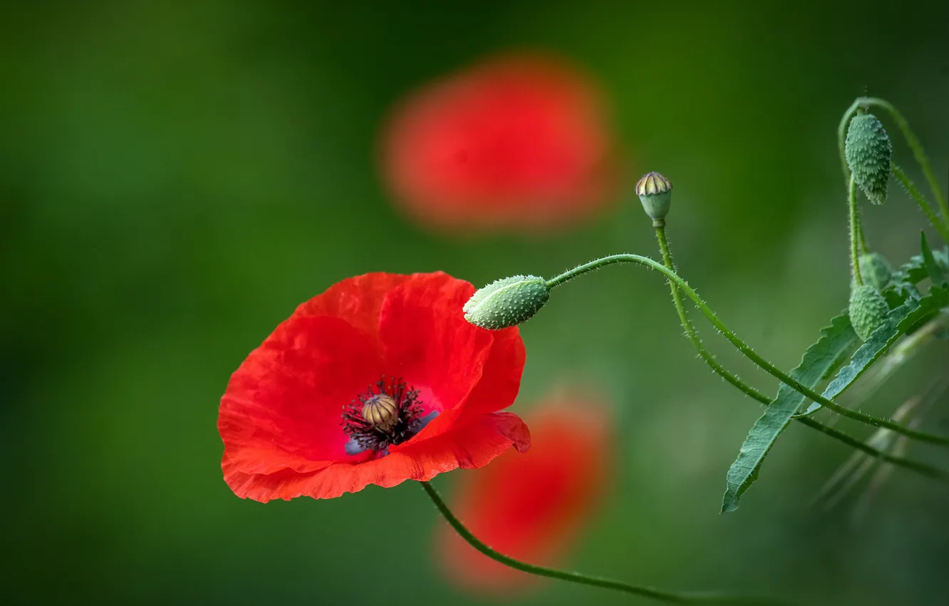 Photo wallpaper red, Mac, buds