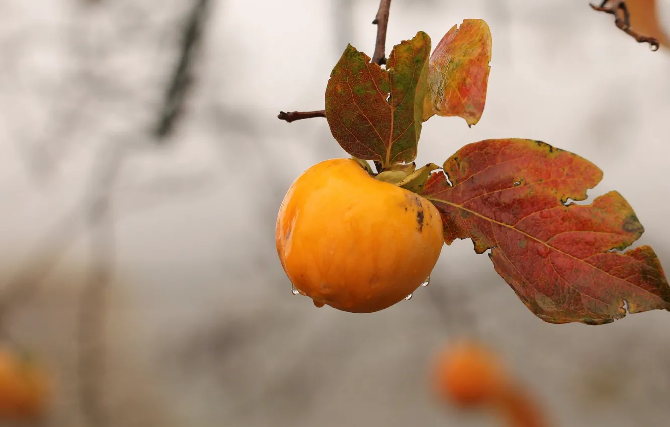Photo wallpaper autumn, rain, branch, persimmon