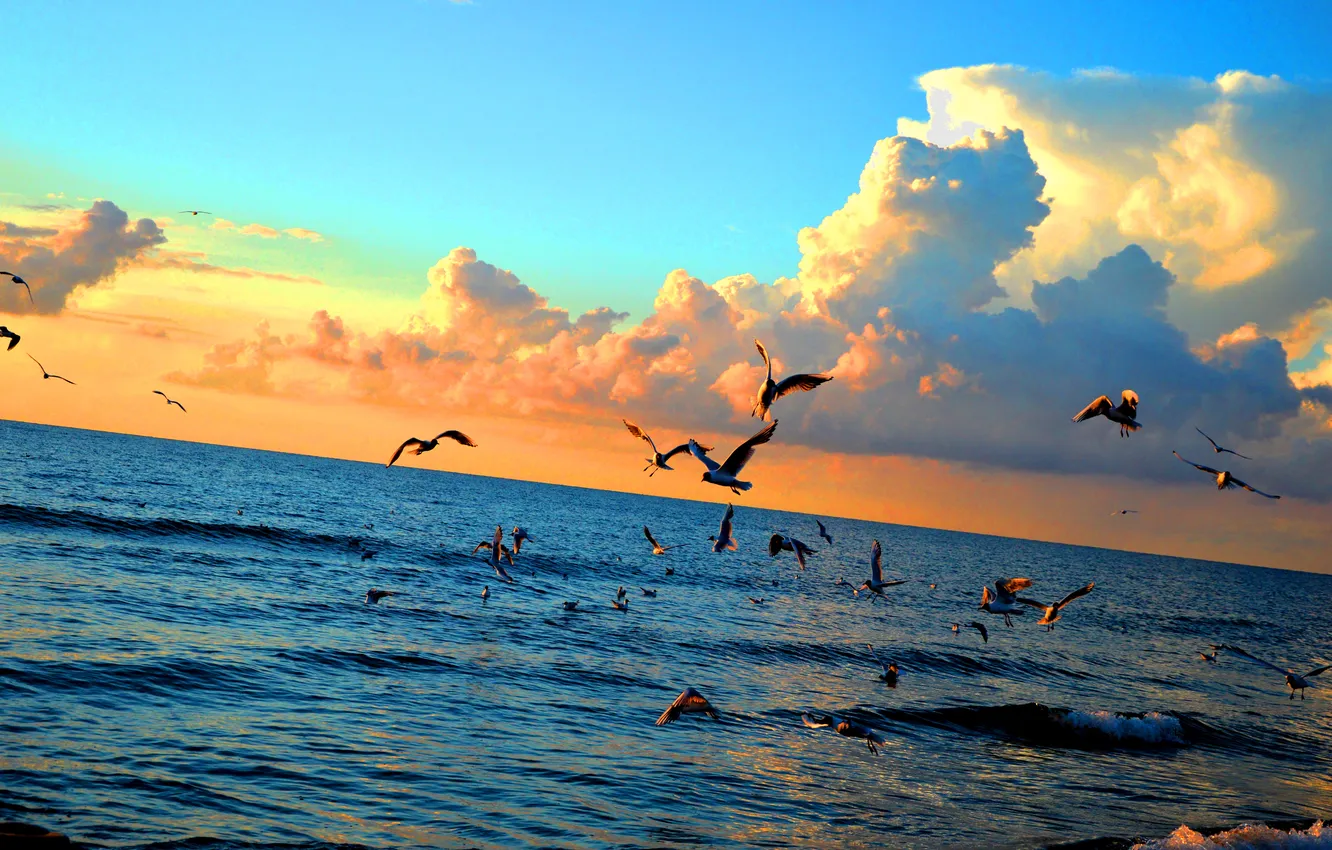 Photo wallpaper wave, the sky, clouds, landscape, sunset, birds, the ocean, seagulls