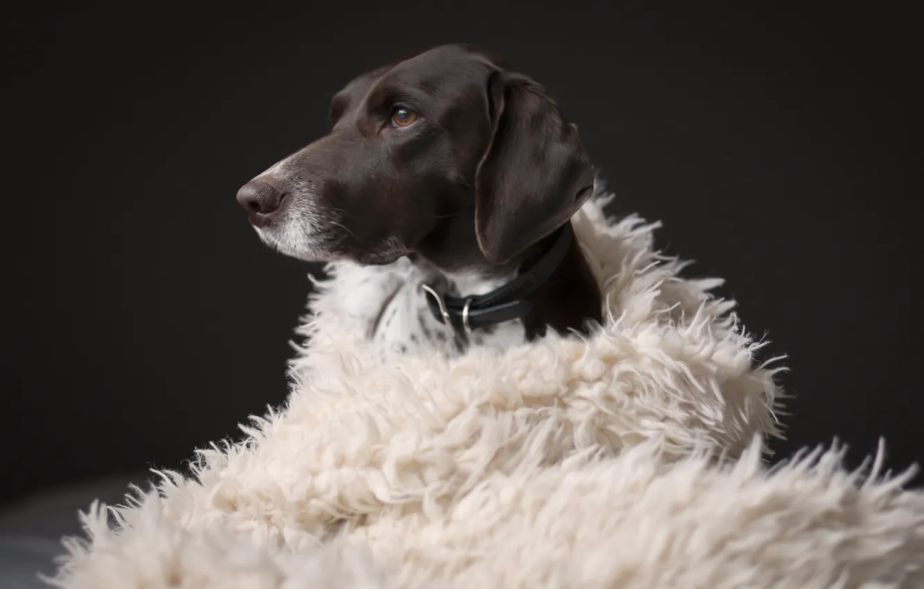Photo wallpaper face, dog, coat