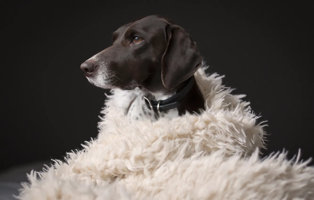 Photo wallpaper face, coat, dog