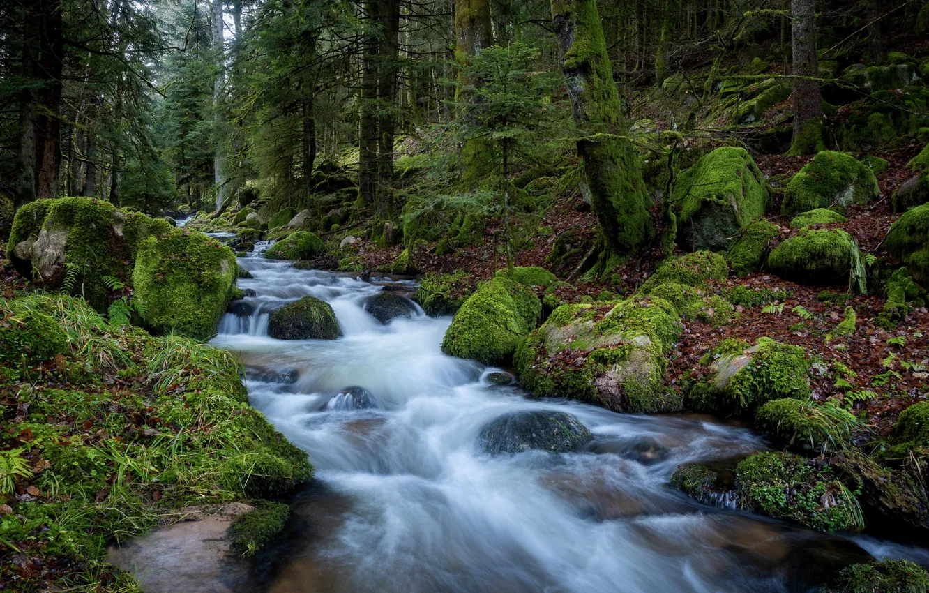 Photo wallpaper forest, water, trees, nature, stream, stones, moss