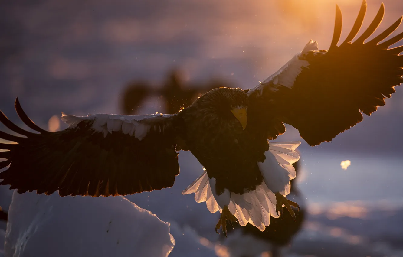 Photo wallpaper winter, look, light, snow, flight, sunset, bird, eagle