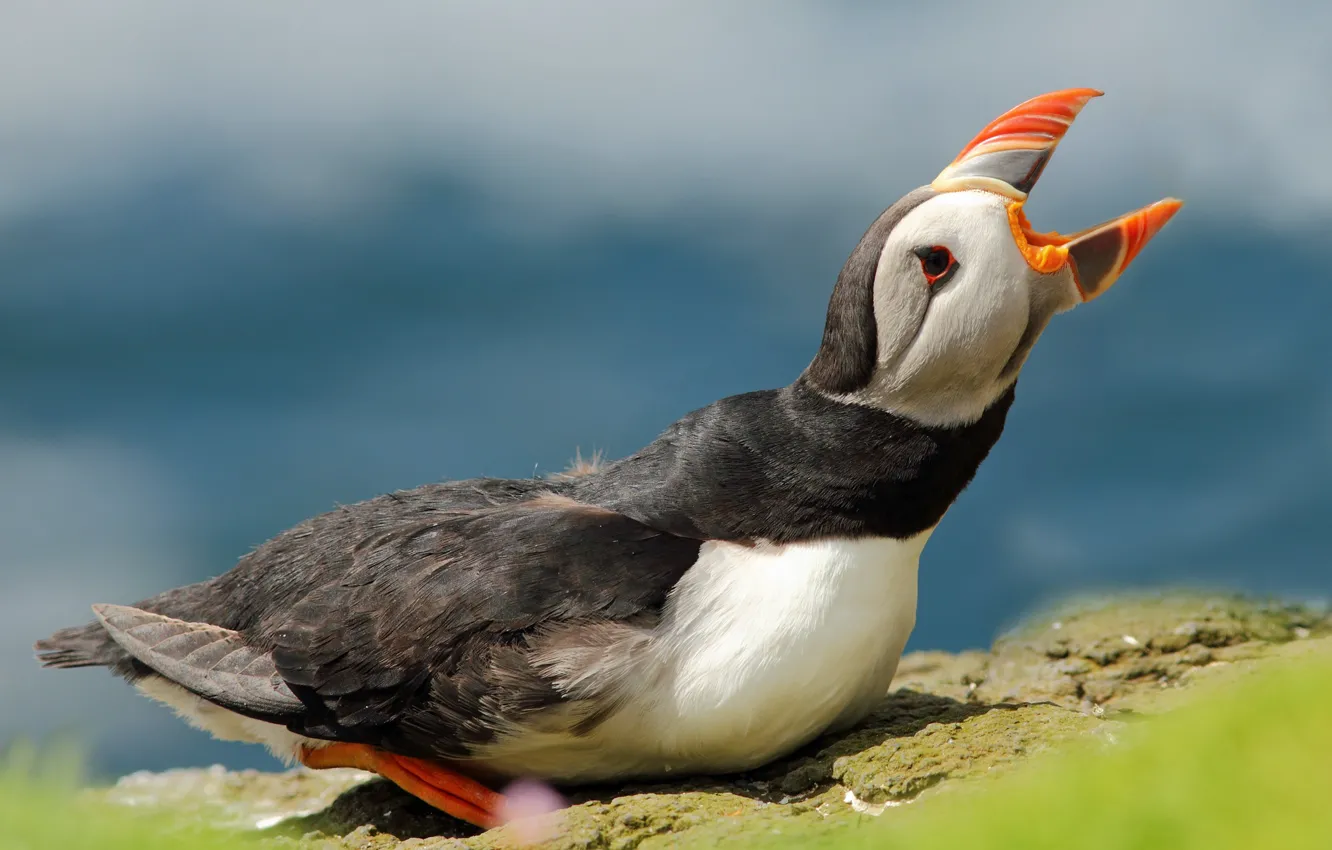Photo wallpaper nature, bird, weed, stalled, call