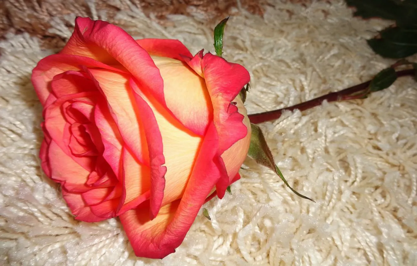 Photo wallpaper flowers, rose, beauty, author's photo by Elena Anikina