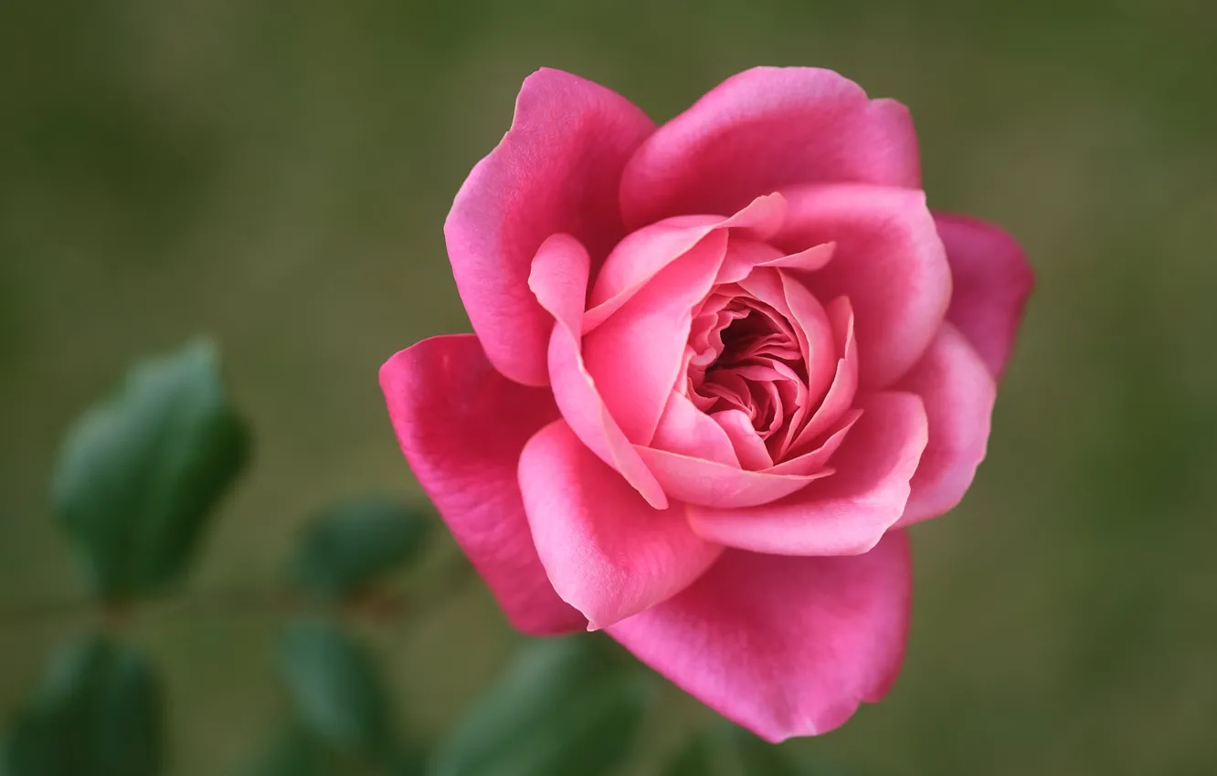 Photo wallpaper background, roses, petals, pink