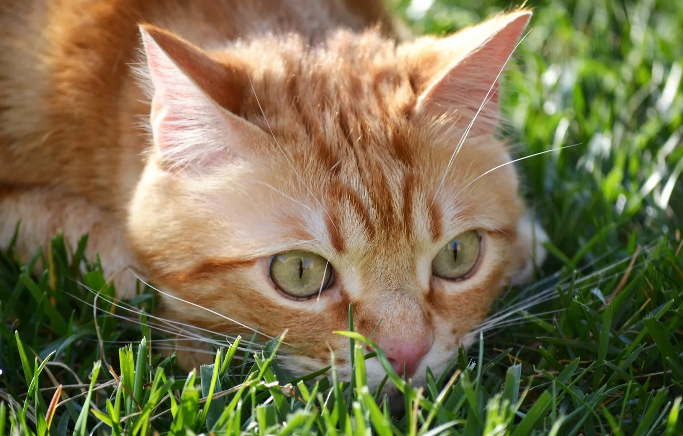 Photo wallpaper in the grass, red cat, lurking