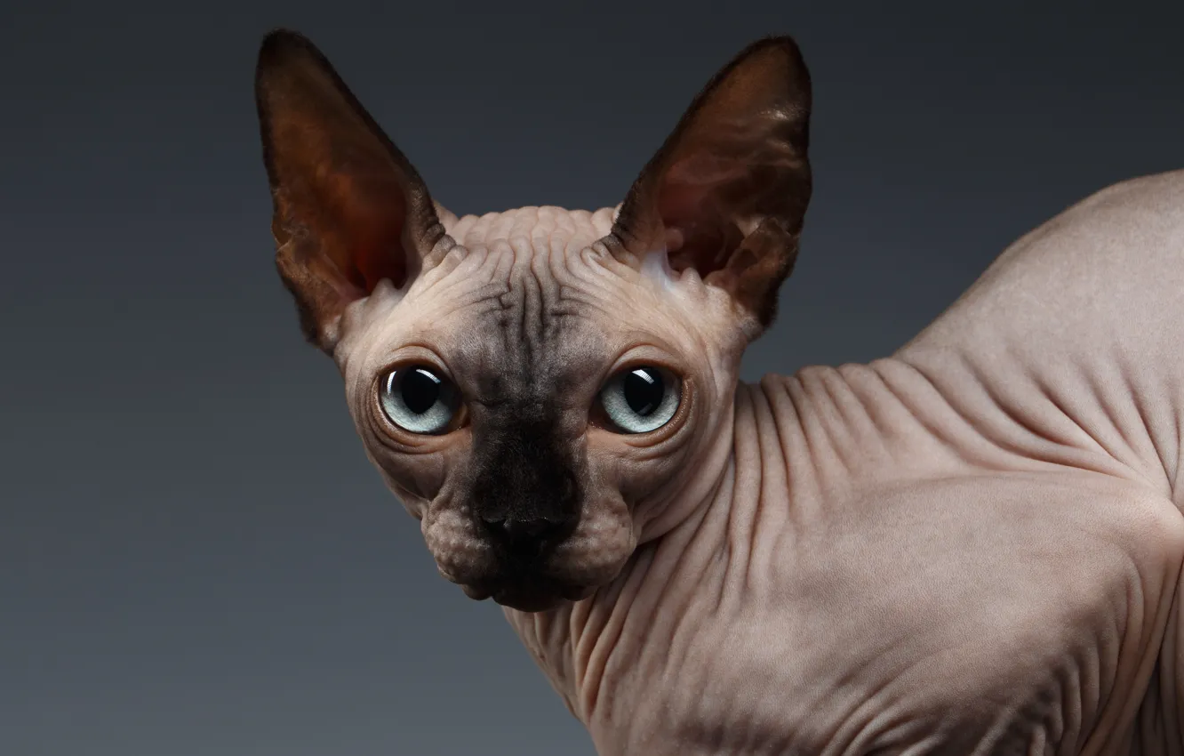 Photo wallpaper eyes, look, Sphynx