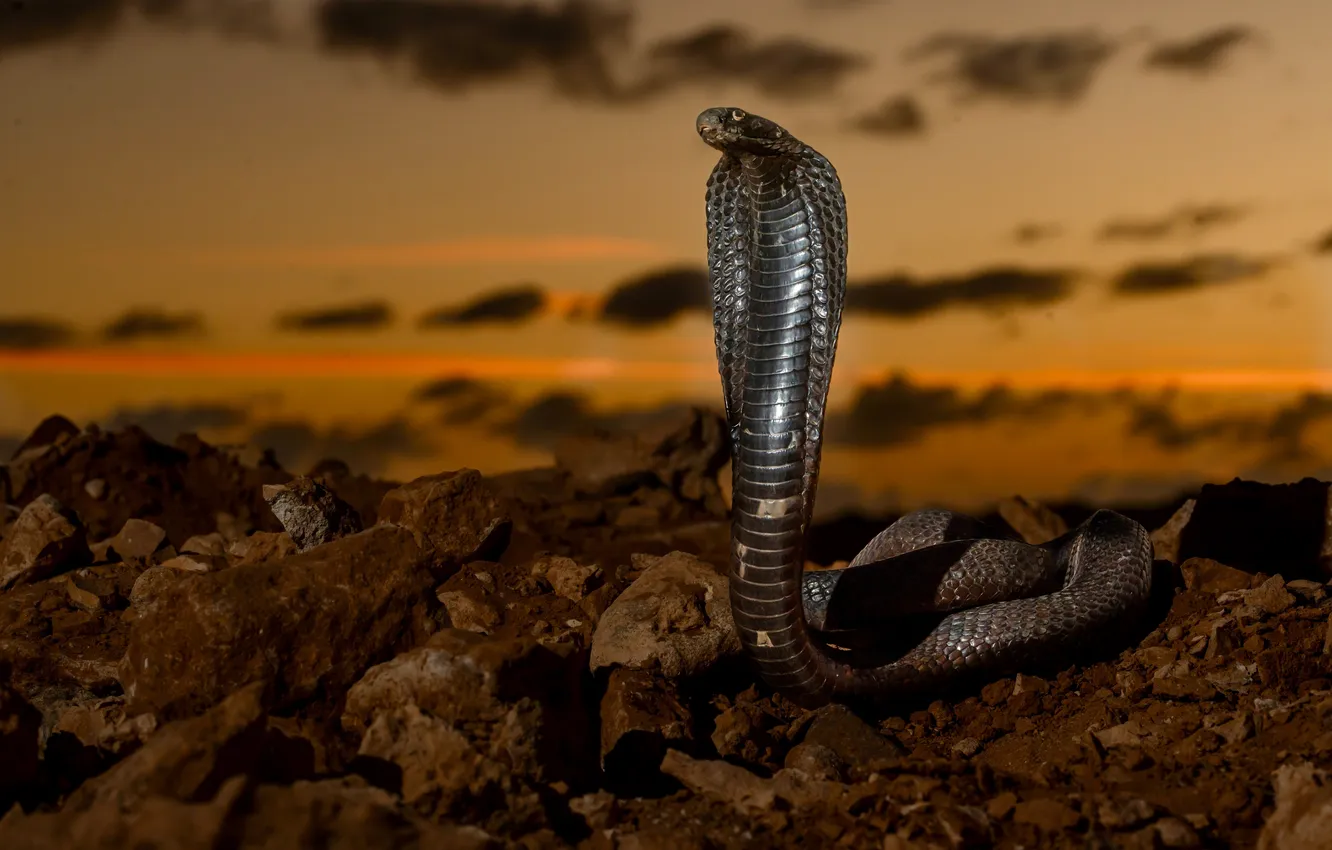 Photo wallpaper sunset, stones, snake, Cobra, Vladimir Tsvetov