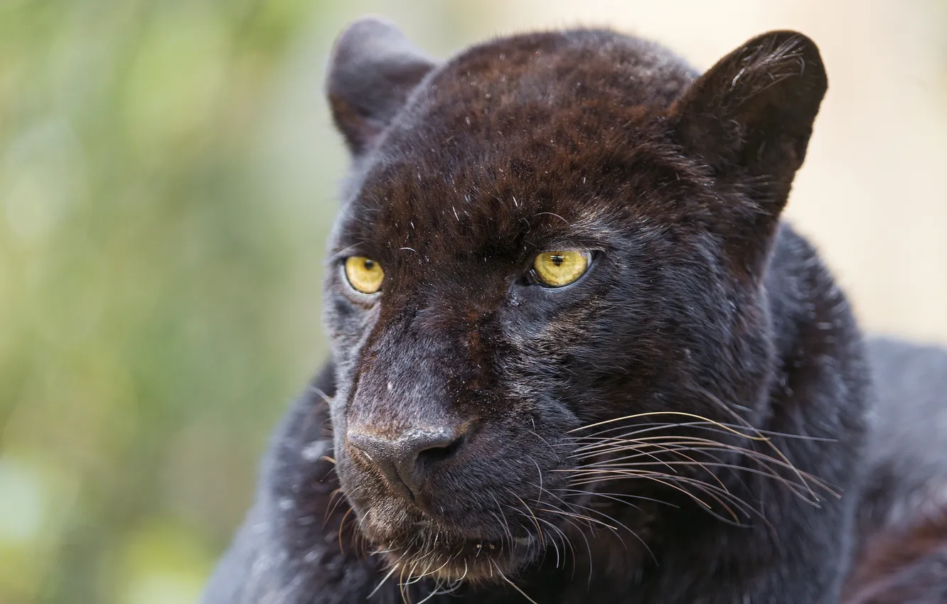 Photo wallpaper cat, face, Panther, black leopard, ©Tambako The Jaguar