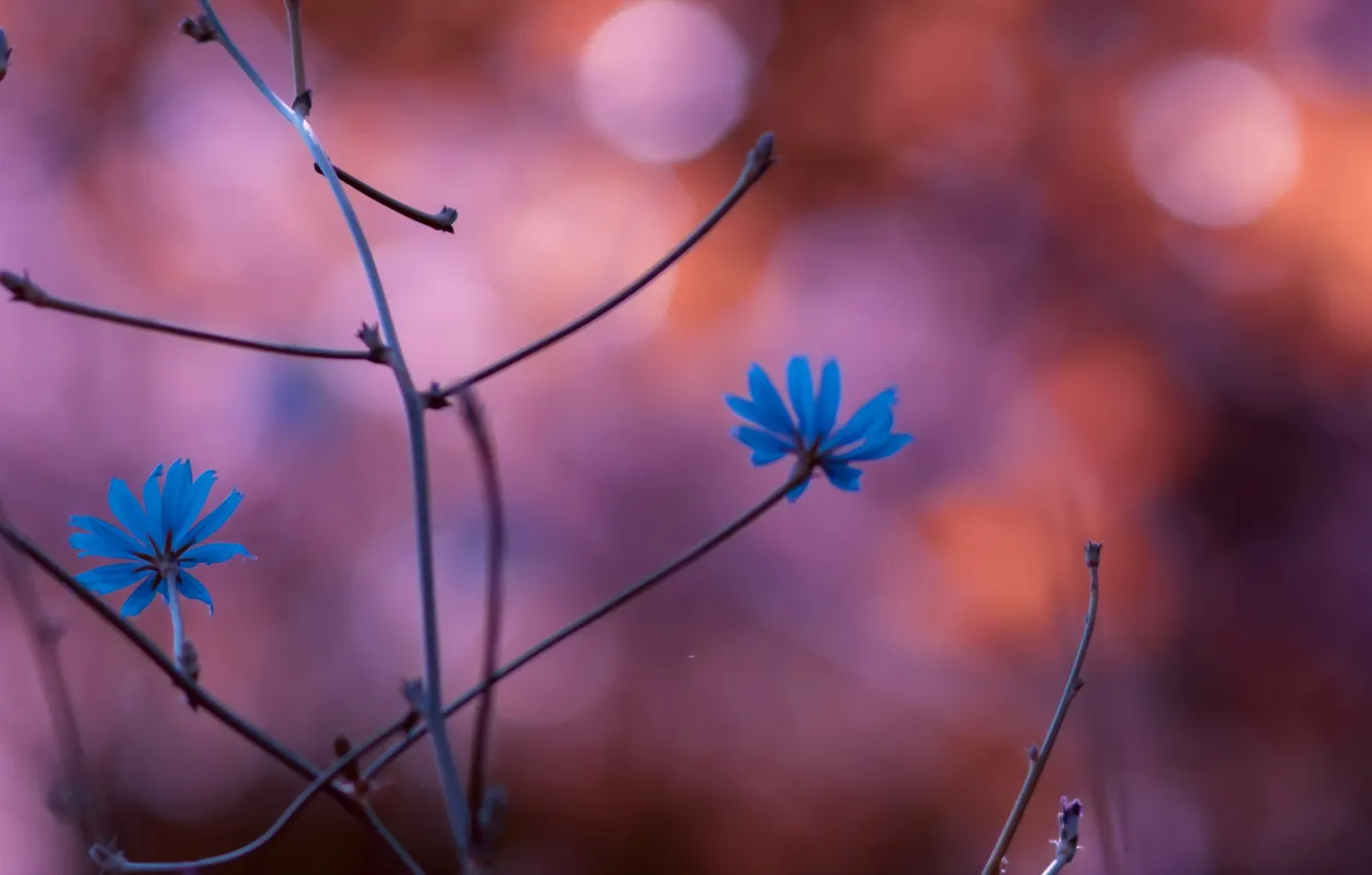 Photo wallpaper flowers, nature, background