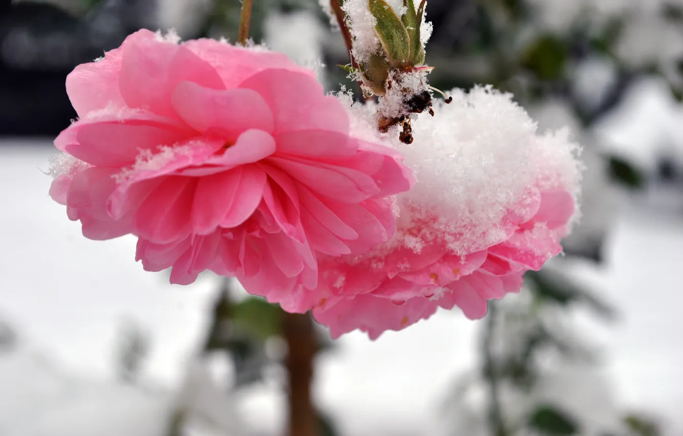 Photo wallpaper cold, winter, snow, flowers, roses, petals, stem