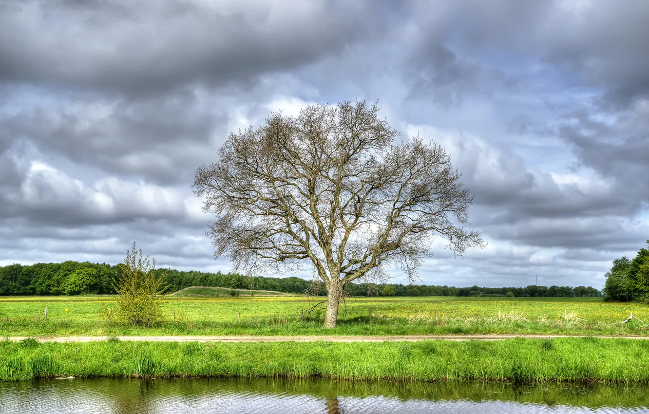 Photo wallpaper field, forest, the sky, grass, clouds, trees, river