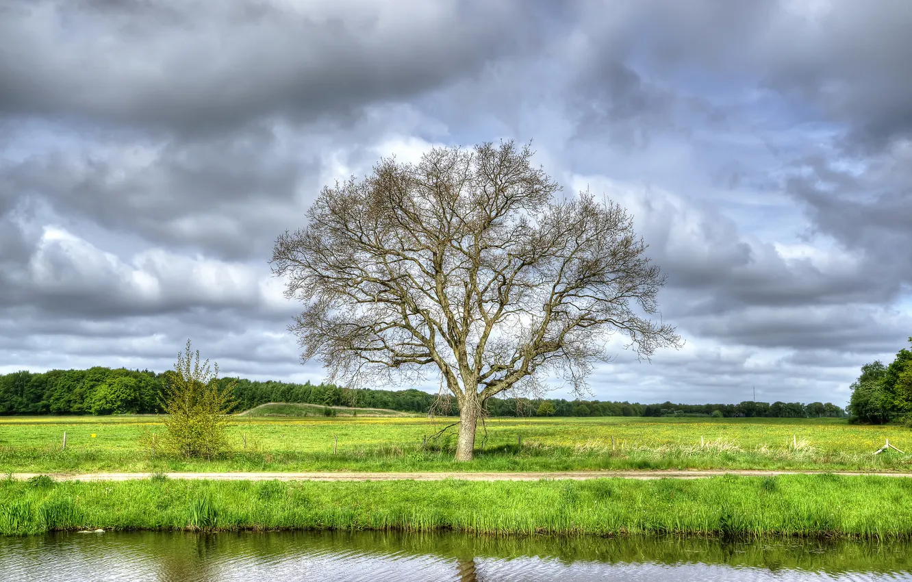 Photo wallpaper field, forest, the sky, grass, clouds, river, tree