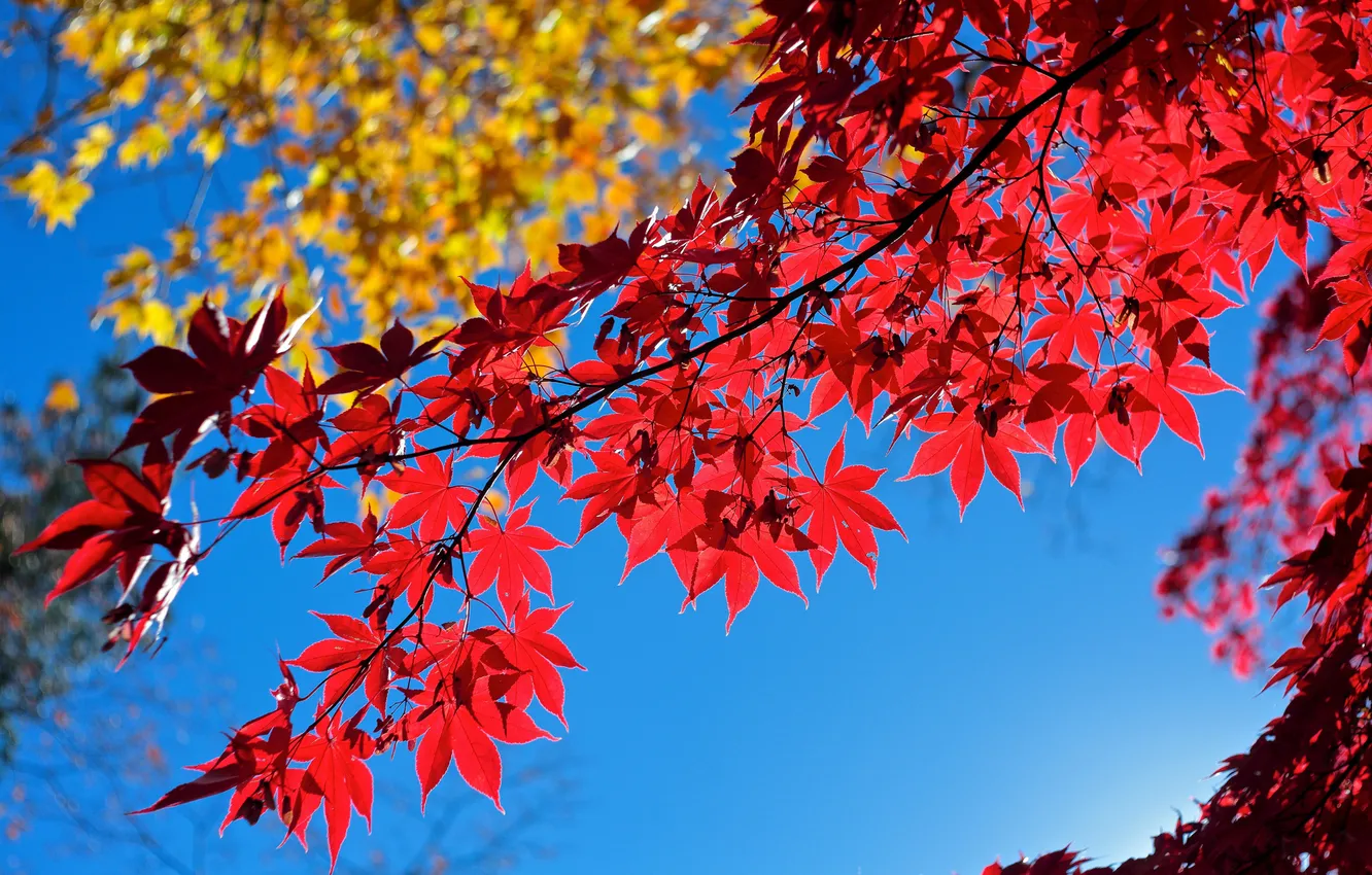 Photo wallpaper autumn, the sky, leaves, macro, branches