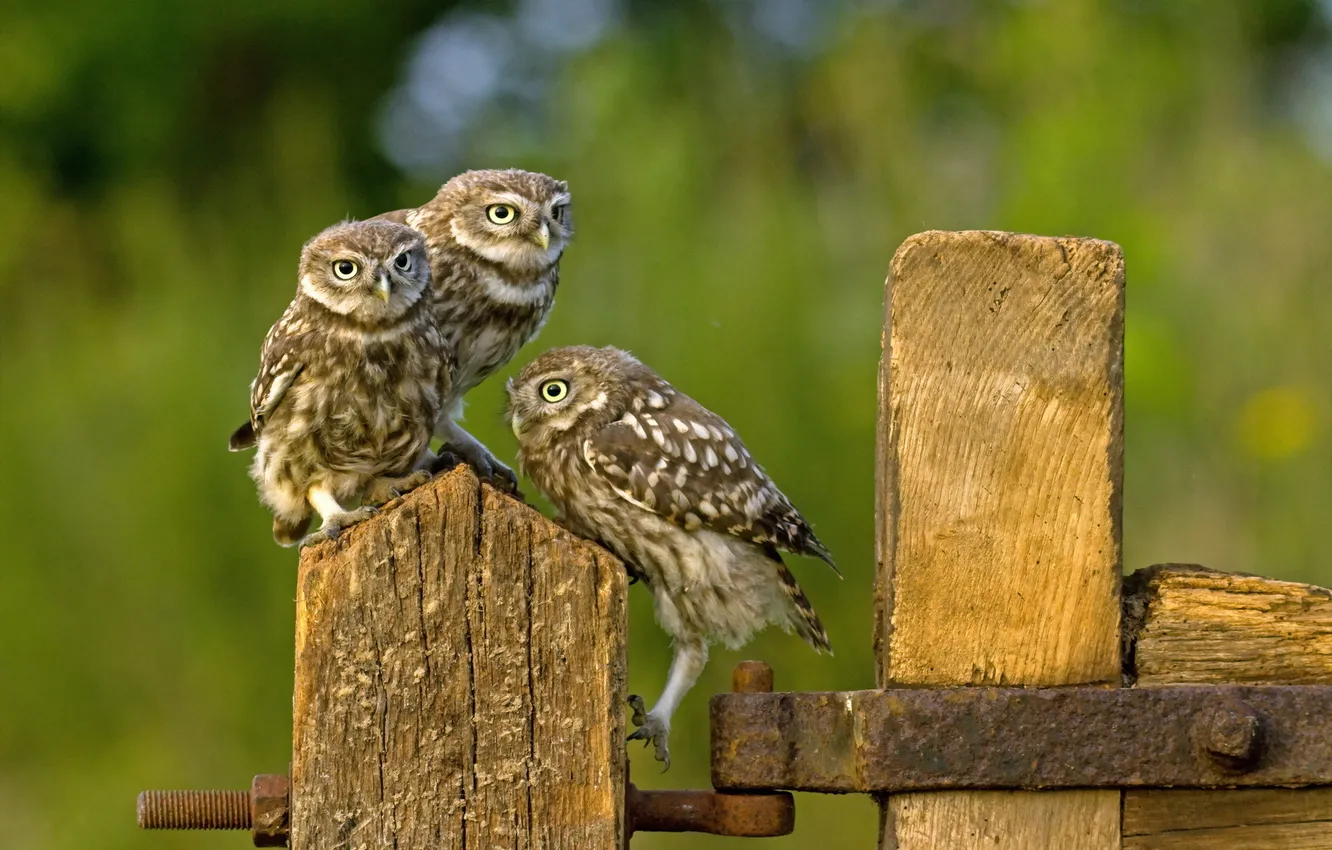 Photo wallpaper birds, the fence, owls