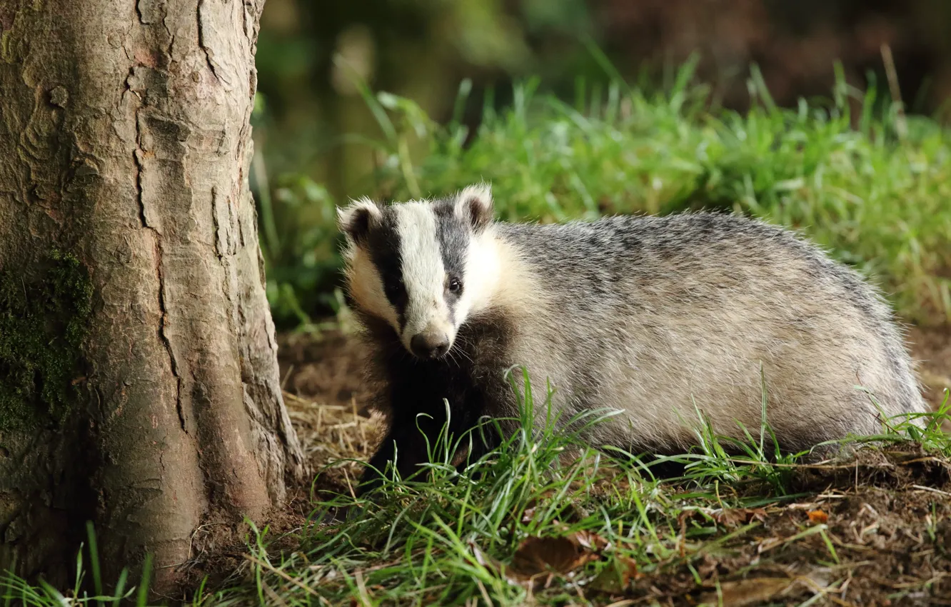 Photo wallpaper summer, grass, trees, nature, badger