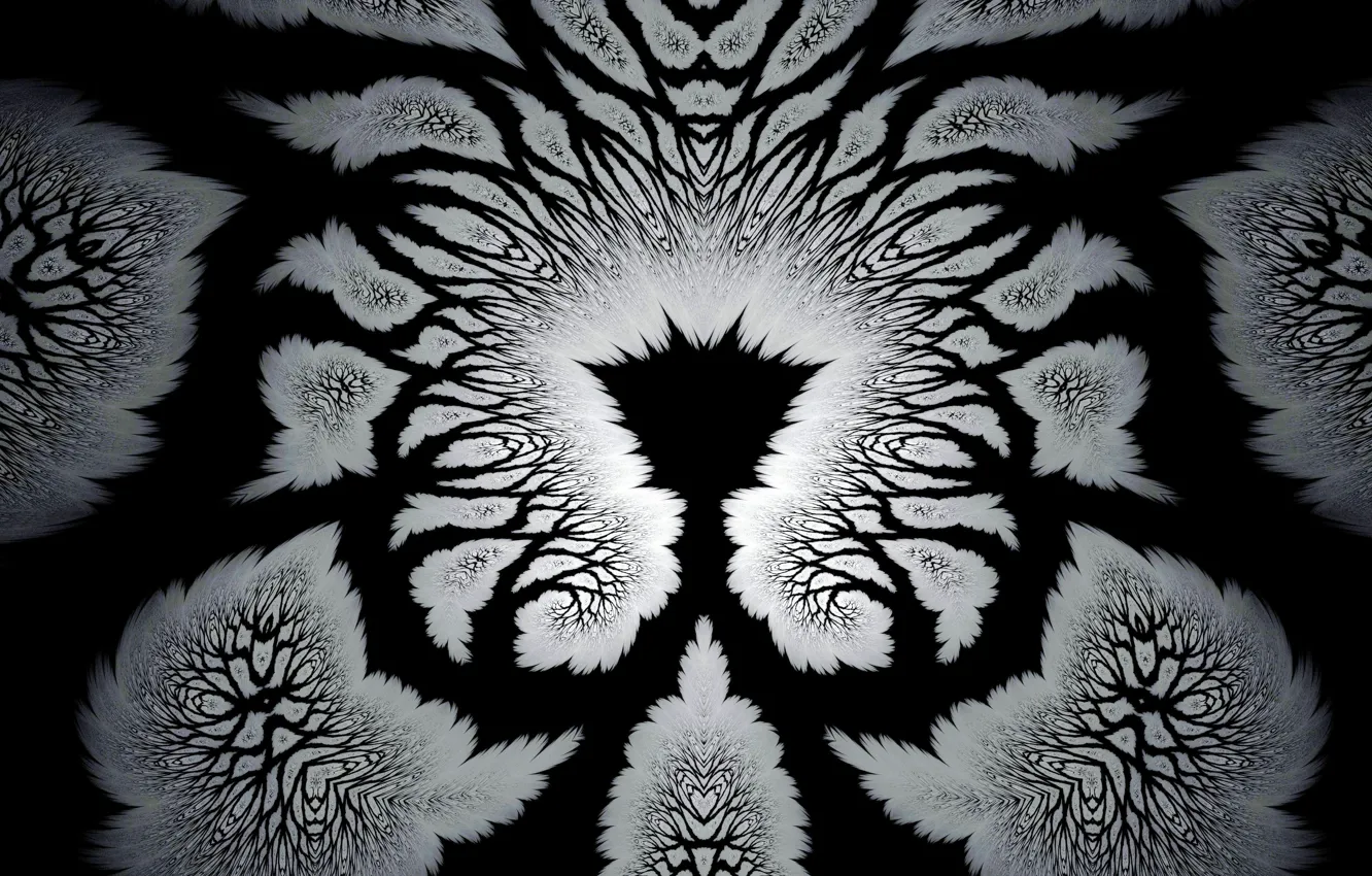 Photo wallpaper feathers, fractal, black background